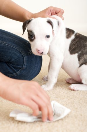 lot of stains in need of pet stain removal